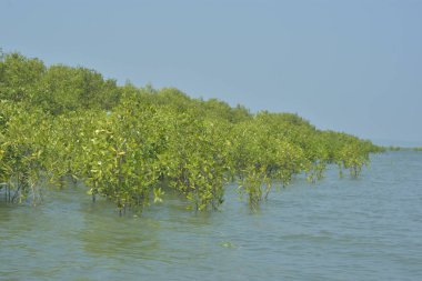Cox 's Bazar, Bangladeş' teki yemyeşil bir mangrov ormanının büyüleyici manzarası. Yoğun yeşil ağaçlar, berrak bir gökyüzünün altındaki gelgit sularına yansıyor. GolamRob 'un kıyı biyolojik çeşitliliğinin ve tropikal doğa fotoğrafçılığının sakin bir örneği.
