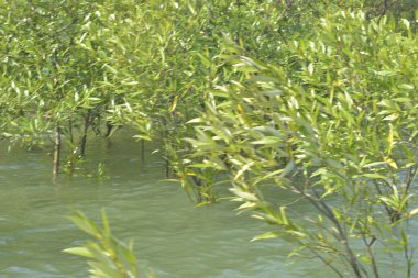 Cox 's Bazar, Bangladeş' teki yemyeşil bir mangrov ormanının büyüleyici manzarası. Yoğun yeşil ağaçlar, berrak bir gökyüzünün altındaki gelgit sularına yansıyor. GolamRob 'un kıyı biyolojik çeşitliliğinin ve tropikal doğa fotoğrafçılığının sakin bir örneği.