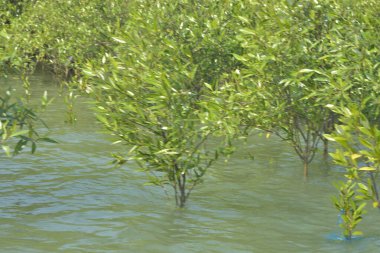 Cox 's Bazar, Bangladeş' teki yemyeşil bir mangrov ormanının büyüleyici manzarası. Yoğun yeşil ağaçlar, berrak bir gökyüzünün altındaki gelgit sularına yansıyor. GolamRob 'un kıyı biyolojik çeşitliliğinin ve tropikal doğa fotoğrafçılığının sakin bir örneği.