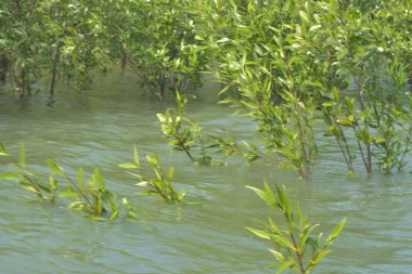 Cox 's Bazar, Bangladeş' teki yemyeşil bir mangrov ormanının büyüleyici manzarası. Yoğun yeşil ağaçlar, berrak bir gökyüzünün altındaki gelgit sularına yansıyor. GolamRob 'un kıyı biyolojik çeşitliliğinin ve tropikal doğa fotoğrafçılığının sakin bir örneği.