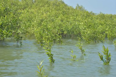 Cox 's Bazar, Bangladeş' teki yemyeşil bir mangrov ormanının büyüleyici manzarası. Yoğun yeşil ağaçlar, berrak bir gökyüzünün altındaki gelgit sularına yansıyor. GolamRob 'un kıyı biyolojik çeşitliliğinin ve tropikal doğa fotoğrafçılığının sakin bir örneği.