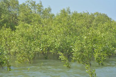 Cox 's Bazar, Bangladeş' teki yemyeşil bir mangrov ormanının büyüleyici manzarası. Yoğun yeşil ağaçlar, berrak bir gökyüzünün altındaki gelgit sularına yansıyor. GolamRob 'un kıyı biyolojik çeşitliliğinin ve tropikal doğa fotoğrafçılığının sakin bir örneği.