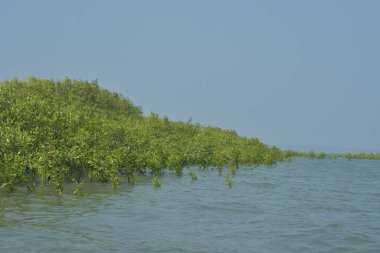 Cox 's Bazar, Bangladeş' teki yemyeşil bir mangrov ormanının büyüleyici manzarası. Yoğun yeşil ağaçlar, berrak bir gökyüzünün altındaki gelgit sularına yansıyor. GolamRob 'un kıyı biyolojik çeşitliliğinin ve tropikal doğa fotoğrafçılığının sakin bir örneği.