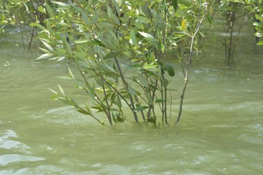 Cox 's Bazar, Bangladeş' teki yemyeşil bir mangrov ormanının büyüleyici manzarası. Yoğun yeşil ağaçlar, berrak bir gökyüzünün altındaki gelgit sularına yansıyor. GolamRob 'un kıyı biyolojik çeşitliliğinin ve tropikal doğa fotoğrafçılığının sakin bir örneği.