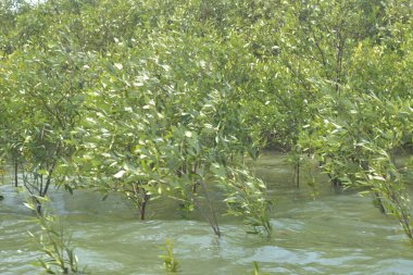 Cox 's Bazar, Bangladeş' teki yemyeşil bir mangrov ormanının büyüleyici manzarası. Yoğun yeşil ağaçlar, berrak bir gökyüzünün altındaki gelgit sularına yansıyor. GolamRob 'un kıyı biyolojik çeşitliliğinin ve tropikal doğa fotoğrafçılığının sakin bir örneği.