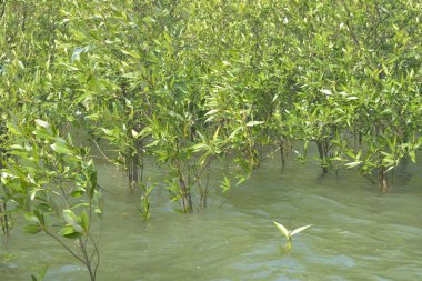 Cox 's Bazar, Bangladeş' teki yemyeşil bir mangrov ormanının büyüleyici manzarası. Yoğun yeşil ağaçlar, berrak bir gökyüzünün altındaki gelgit sularına yansıyor. GolamRob 'un kıyı biyolojik çeşitliliğinin ve tropikal doğa fotoğrafçılığının sakin bir örneği.