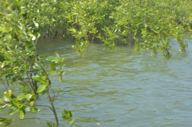 Cox 's Bazar, Bangladeş' teki yemyeşil bir mangrov ormanının büyüleyici manzarası. Yoğun yeşil ağaçlar, berrak bir gökyüzünün altındaki gelgit sularına yansıyor. GolamRob 'un kıyı biyolojik çeşitliliğinin ve tropikal doğa fotoğrafçılığının sakin bir örneği.