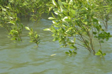 Cox 's Bazar, Bangladeş' teki yemyeşil bir mangrov ormanının büyüleyici manzarası. Yoğun yeşil ağaçlar, berrak bir gökyüzünün altındaki gelgit sularına yansıyor. GolamRob 'un kıyı biyolojik çeşitliliğinin ve tropikal doğa fotoğrafçılığının sakin bir örneği.