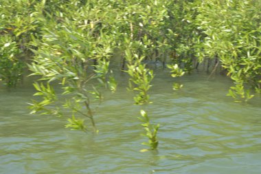 Cox 's Bazar, Bangladeş' teki yemyeşil bir mangrov ormanının büyüleyici manzarası. Yoğun yeşil ağaçlar, berrak bir gökyüzünün altındaki gelgit sularına yansıyor. GolamRob 'un kıyı biyolojik çeşitliliğinin ve tropikal doğa fotoğrafçılığının sakin bir örneği.