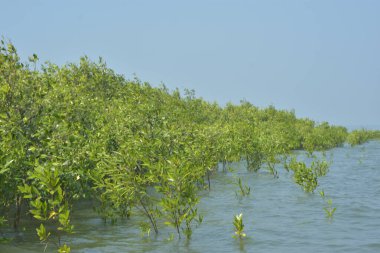 Cox 's Bazar, Bangladeş' teki yemyeşil bir mangrov ormanının büyüleyici manzarası. Yoğun yeşil ağaçlar, berrak bir gökyüzünün altındaki gelgit sularına yansıyor. GolamRob 'un kıyı biyolojik çeşitliliğinin ve tropikal doğa fotoğrafçılığının sakin bir örneği.