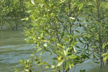 Cox 's Bazar, Bangladeş' teki yemyeşil bir mangrov ormanının büyüleyici manzarası. Yoğun yeşil ağaçlar, berrak bir gökyüzünün altındaki gelgit sularına yansıyor. GolamRob 'un kıyı biyolojik çeşitliliğinin ve tropikal doğa fotoğrafçılığının sakin bir örneği.