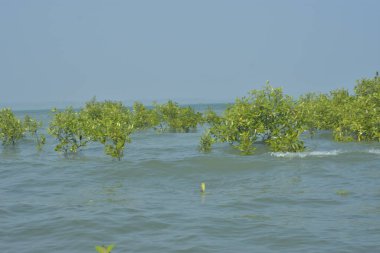 Cox 's Bazar, Bangladeş' teki yemyeşil bir mangrov ormanının büyüleyici manzarası. Yoğun yeşil ağaçlar, berrak bir gökyüzünün altındaki gelgit sularına yansıyor. GolamRob 'un kıyı biyolojik çeşitliliğinin ve tropikal doğa fotoğrafçılığının sakin bir örneği.