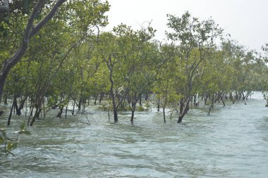 Cox 's Bazar, Bangladeş' teki yemyeşil bir mangrov ormanının büyüleyici manzarası. Yoğun yeşil ağaçlar, berrak bir gökyüzünün altındaki gelgit sularına yansıyor. GolamRob 'un kıyı biyolojik çeşitliliğinin ve tropikal doğa fotoğrafçılığının sakin bir örneği.