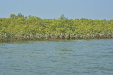 Cox 's Bazar, Bangladeş' teki yemyeşil bir mangrov ormanının büyüleyici manzarası. Yoğun yeşil ağaçlar, berrak bir gökyüzünün altındaki gelgit sularına yansıyor. GolamRob 'un kıyı biyolojik çeşitliliğinin ve tropikal doğa fotoğrafçılığının sakin bir örneği.