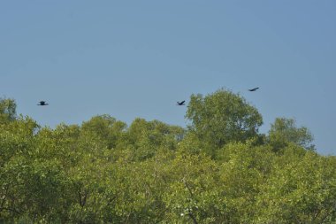 Cox 's Bazar, Bangladeş' teki yemyeşil bir mangrov ormanının büyüleyici manzarası. Yoğun yeşil ağaçlar, berrak bir gökyüzünün altındaki gelgit sularına yansıyor. GolamRob 'un kıyı biyolojik çeşitliliğinin ve tropikal doğa fotoğrafçılığının sakin bir örneği.