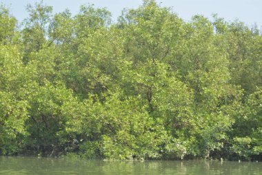 Cox 's Bazar, Bangladeş' teki yemyeşil bir mangrov ormanının büyüleyici manzarası. Yoğun yeşil ağaçlar, berrak bir gökyüzünün altındaki gelgit sularına yansıyor. GolamRob 'un kıyı biyolojik çeşitliliğinin ve tropikal doğa fotoğrafçılığının sakin bir örneği.