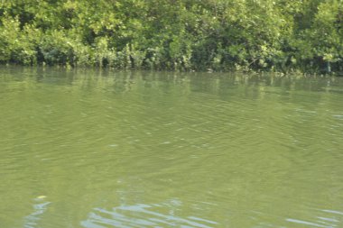 Cox 's Bazar, Bangladeş' teki yemyeşil bir mangrov ormanının büyüleyici manzarası. Yoğun yeşil ağaçlar, berrak bir gökyüzünün altındaki gelgit sularına yansıyor. GolamRob 'un kıyı biyolojik çeşitliliğinin ve tropikal doğa fotoğrafçılığının sakin bir örneği.