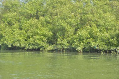 Cox 's Bazar, Bangladeş' teki yemyeşil bir mangrov ormanının büyüleyici manzarası. Yoğun yeşil ağaçlar, berrak bir gökyüzünün altındaki gelgit sularına yansıyor. GolamRob 'un kıyı biyolojik çeşitliliğinin ve tropikal doğa fotoğrafçılığının sakin bir örneği.