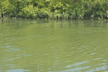 Cox 's Bazar, Bangladeş' teki yemyeşil bir mangrov ormanının büyüleyici manzarası. Yoğun yeşil ağaçlar, berrak bir gökyüzünün altındaki gelgit sularına yansıyor. GolamRob 'un kıyı biyolojik çeşitliliğinin ve tropikal doğa fotoğrafçılığının sakin bir örneği.