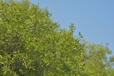 Cox 's Bazar, Bangladeş' teki yemyeşil bir mangrov ormanının büyüleyici manzarası. Yoğun yeşil ağaçlar, berrak bir gökyüzünün altındaki gelgit sularına yansıyor. GolamRob 'un kıyı biyolojik çeşitliliğinin ve tropikal doğa fotoğrafçılığının sakin bir örneği.