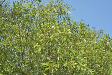 Cox 's Bazar, Bangladeş' teki yemyeşil bir mangrov ormanının büyüleyici manzarası. Yoğun yeşil ağaçlar, berrak bir gökyüzünün altındaki gelgit sularına yansıyor. GolamRob 'un kıyı biyolojik çeşitliliğinin ve tropikal doğa fotoğrafçılığının sakin bir örneği.