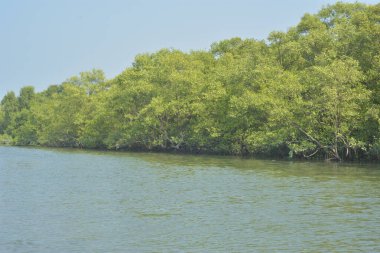 Cox 's Bazar, Bangladeş' teki yemyeşil bir mangrov ormanının büyüleyici manzarası. Yoğun yeşil ağaçlar, berrak bir gökyüzünün altındaki gelgit sularına yansıyor. GolamRob 'un kıyı biyolojik çeşitliliğinin ve tropikal doğa fotoğrafçılığının sakin bir örneği.
