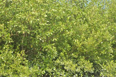 Cox 's Bazar, Bangladeş' teki yemyeşil bir mangrov ormanının büyüleyici manzarası. Yoğun yeşil ağaçlar, berrak bir gökyüzünün altındaki gelgit sularına yansıyor. GolamRob 'un kıyı biyolojik çeşitliliğinin ve tropikal doğa fotoğrafçılığının sakin bir örneği.