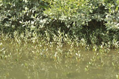 Cox 's Bazar, Bangladeş' teki yemyeşil bir mangrov ormanının büyüleyici manzarası. Yoğun yeşil ağaçlar, berrak bir gökyüzünün altındaki gelgit sularına yansıyor. GolamRob 'un kıyı biyolojik çeşitliliğinin ve tropikal doğa fotoğrafçılığının sakin bir örneği.