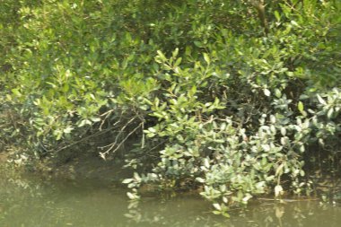 Cox 's Bazar, Bangladeş' teki yemyeşil bir mangrov ormanının büyüleyici manzarası. Yoğun yeşil ağaçlar, berrak bir gökyüzünün altındaki gelgit sularına yansıyor. GolamRob 'un kıyı biyolojik çeşitliliğinin ve tropikal doğa fotoğrafçılığının sakin bir örneği.