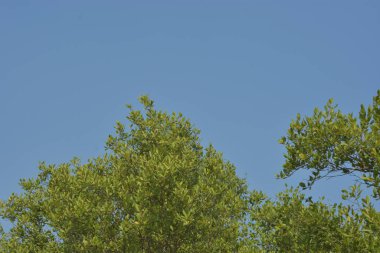 Cox 's Bazar, Bangladeş' teki yemyeşil bir mangrov ormanının büyüleyici manzarası. Yoğun yeşil ağaçlar, berrak bir gökyüzünün altındaki gelgit sularına yansıyor. GolamRob 'un kıyı biyolojik çeşitliliğinin ve tropikal doğa fotoğrafçılığının sakin bir örneği.