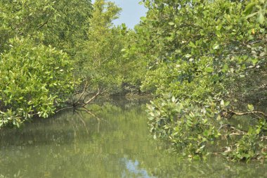 Cox 's Bazar, Bangladeş' teki yemyeşil bir mangrov ormanının büyüleyici manzarası. Yoğun yeşil ağaçlar, berrak bir gökyüzünün altındaki gelgit sularına yansıyor. GolamRob 'un kıyı biyolojik çeşitliliğinin ve tropikal doğa fotoğrafçılığının sakin bir örneği.