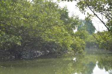 Cox 's Bazar, Bangladeş' teki yemyeşil bir mangrov ormanının büyüleyici manzarası. Yoğun yeşil ağaçlar, berrak bir gökyüzünün altındaki gelgit sularına yansıyor. GolamRob 'un kıyı biyolojik çeşitliliğinin ve tropikal doğa fotoğrafçılığının sakin bir örneği.