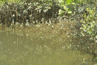 Cox 's Bazar, Bangladeş' teki yemyeşil bir mangrov ormanının büyüleyici manzarası. Yoğun yeşil ağaçlar, berrak bir gökyüzünün altındaki gelgit sularına yansıyor. GolamRob 'un kıyı biyolojik çeşitliliğinin ve tropikal doğa fotoğrafçılığının sakin bir örneği.