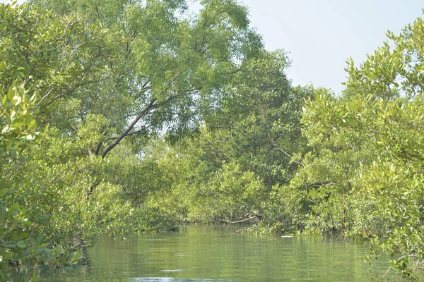 Cox 's Bazar, Bangladeş' teki yemyeşil bir mangrov ormanının büyüleyici manzarası. Yoğun yeşil ağaçlar, berrak bir gökyüzünün altındaki gelgit sularına yansıyor. GolamRob 'un kıyı biyolojik çeşitliliğinin ve tropikal doğa fotoğrafçılığının sakin bir örneği.