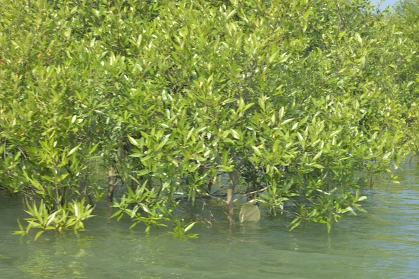 Cox 's Bazar, Bangladeş' teki yemyeşil bir mangrov ormanının büyüleyici manzarası. Yoğun yeşil ağaçlar, berrak bir gökyüzünün altındaki gelgit sularına yansıyor. GolamRob 'un kıyı biyolojik çeşitliliğinin ve tropikal doğa fotoğrafçılığının sakin bir örneği.