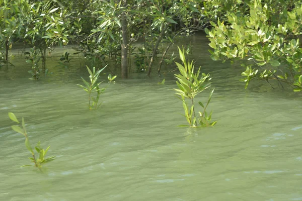 Cox 's Bazar, Bangladeş' teki yemyeşil bir mangrov ormanının büyüleyici manzarası. Yoğun yeşil ağaçlar, berrak bir gökyüzünün altındaki gelgit sularına yansıyor. GolamRob 'un kıyı biyolojik çeşitliliğinin ve tropikal doğa fotoğrafçılığının sakin bir örneği.