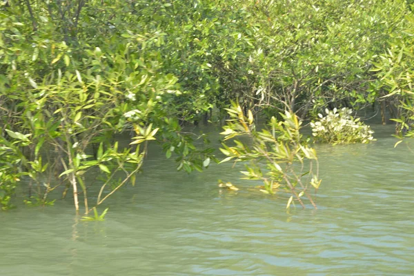 Cox 's Bazar, Bangladeş' teki yemyeşil bir mangrov ormanının büyüleyici manzarası. Yoğun yeşil ağaçlar, berrak bir gökyüzünün altındaki gelgit sularına yansıyor. GolamRob 'un kıyı biyolojik çeşitliliğinin ve tropikal doğa fotoğrafçılığının sakin bir örneği.