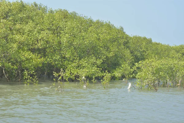 Cox 's Bazar, Bangladeş' teki yemyeşil bir mangrov ormanının büyüleyici manzarası. Yoğun yeşil ağaçlar, berrak bir gökyüzünün altındaki gelgit sularına yansıyor. GolamRob 'un kıyı biyolojik çeşitliliğinin ve tropikal doğa fotoğrafçılığının sakin bir örneği.
