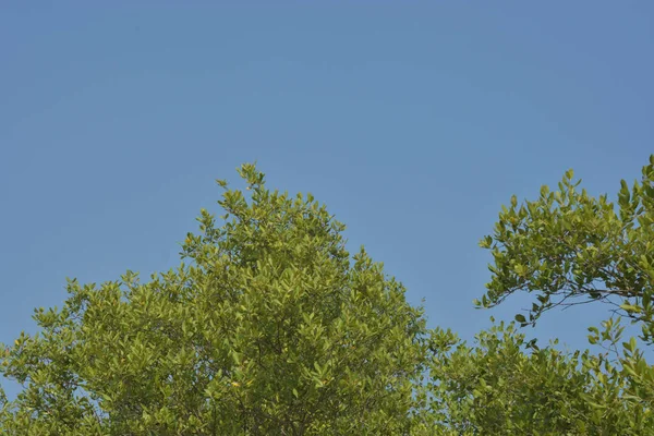 Cox 's Bazar, Bangladeş' teki yemyeşil bir mangrov ormanının büyüleyici manzarası. Yoğun yeşil ağaçlar, berrak bir gökyüzünün altındaki gelgit sularına yansıyor. GolamRob 'un kıyı biyolojik çeşitliliğinin ve tropikal doğa fotoğrafçılığının sakin bir örneği.