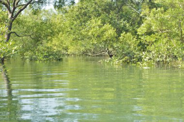 Yoğun bir mangrov ağacı kümesi Bangladeş 'teki gel-git sırasında kısmen gelgit sularına gömülmüş. Bu çekim, kıyı ormanlarının karmaşık kök sistemlerini ve yemyeşil gölgelerini gözler önüne seriyor. Golam Rob tarafından Nikon D7200 ile yakalandı..