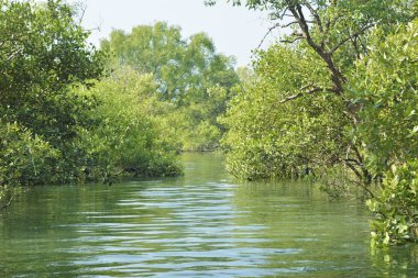 A dense cluster of mangrove trees partially submerged in tidal water during high tide in Bangladesh. This shot showcases the intricate root systems and lush green canopy of the coastal forest. Captured by Golam Rob with a Nikon D7200.