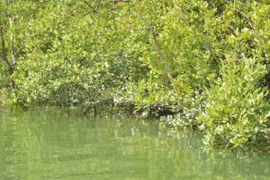 Yoğun bir mangrov ağacı kümesi Bangladeş 'teki gel-git sırasında kısmen gelgit sularına gömülmüş. Bu çekim, kıyı ormanlarının karmaşık kök sistemlerini ve yemyeşil gölgelerini gözler önüne seriyor. Golam Rob tarafından Nikon D7200 ile yakalandı..
