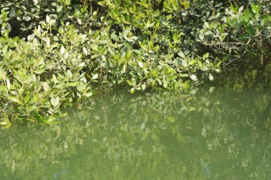 Yoğun bir mangrov ağacı kümesi Bangladeş 'teki gel-git sırasında kısmen gelgit sularına gömülmüş. Bu çekim, kıyı ormanlarının karmaşık kök sistemlerini ve yemyeşil gölgelerini gözler önüne seriyor. Golam Rob tarafından Nikon D7200 ile yakalandı..