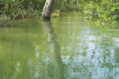 Yoğun bir mangrov ağacı kümesi Bangladeş 'teki gel-git sırasında kısmen gelgit sularına gömülmüş. Bu çekim, kıyı ormanlarının karmaşık kök sistemlerini ve yemyeşil gölgelerini gözler önüne seriyor. Golam Rob tarafından Nikon D7200 ile yakalandı..