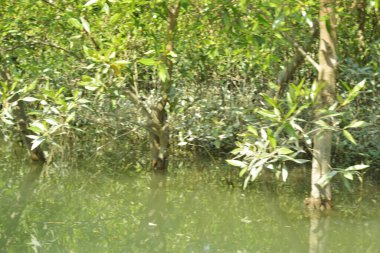 Yoğun bir mangrov ağacı kümesi Bangladeş 'teki gel-git sırasında kısmen gelgit sularına gömülmüş. Bu çekim, kıyı ormanlarının karmaşık kök sistemlerini ve yemyeşil gölgelerini gözler önüne seriyor. Golam Rob tarafından Nikon D7200 ile yakalandı..