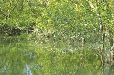 Yoğun bir mangrov ağacı kümesi Bangladeş 'teki gel-git sırasında kısmen gelgit sularına gömülmüş. Bu çekim, kıyı ormanlarının karmaşık kök sistemlerini ve yemyeşil gölgelerini gözler önüne seriyor. Golam Rob tarafından Nikon D7200 ile yakalandı..