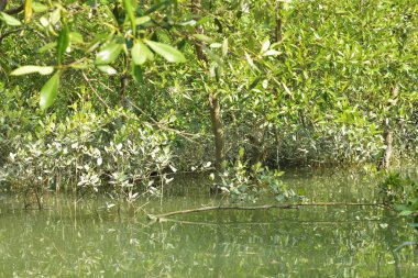 Yoğun bir mangrov ağacı kümesi Bangladeş 'teki gel-git sırasında kısmen gelgit sularına gömülmüş. Bu çekim, kıyı ormanlarının karmaşık kök sistemlerini ve yemyeşil gölgelerini gözler önüne seriyor. Golam Rob tarafından Nikon D7200 ile yakalandı..