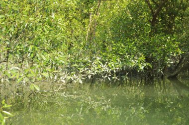 Yoğun bir mangrov ağacı kümesi Bangladeş 'teki gel-git sırasında kısmen gelgit sularına gömülmüş. Bu çekim, kıyı ormanlarının karmaşık kök sistemlerini ve yemyeşil gölgelerini gözler önüne seriyor. Golam Rob tarafından Nikon D7200 ile yakalandı..
