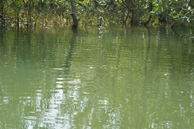 Yoğun bir mangrov ağacı kümesi Bangladeş 'teki gel-git sırasında kısmen gelgit sularına gömülmüş. Bu çekim, kıyı ormanlarının karmaşık kök sistemlerini ve yemyeşil gölgelerini gözler önüne seriyor. Golam Rob tarafından Nikon D7200 ile yakalandı..