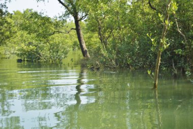 Yoğun bir mangrov ağacı kümesi Bangladeş 'teki gel-git sırasında kısmen gelgit sularına gömülmüş. Bu çekim, kıyı ormanlarının karmaşık kök sistemlerini ve yemyeşil gölgelerini gözler önüne seriyor. Golam Rob tarafından Nikon D7200 ile yakalandı..